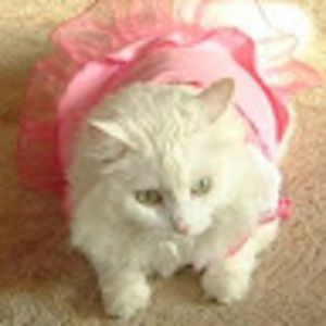 Meet your Posher, Tinakaye